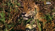 Un jaguar prend en chasse un caïman