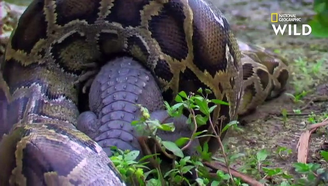 Un python dévore un alligator américain