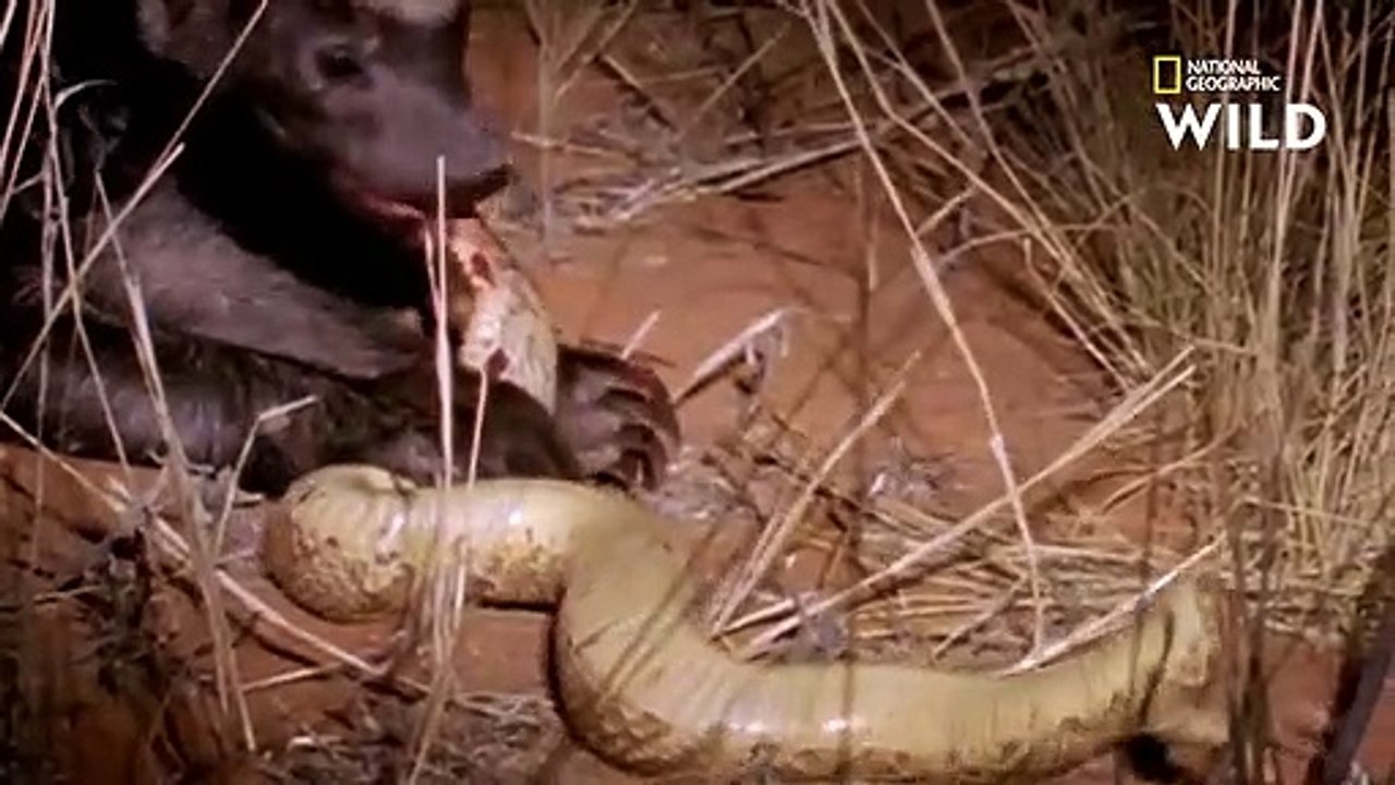 Un ratel s'attaque à une dangereuse vipère heurtante