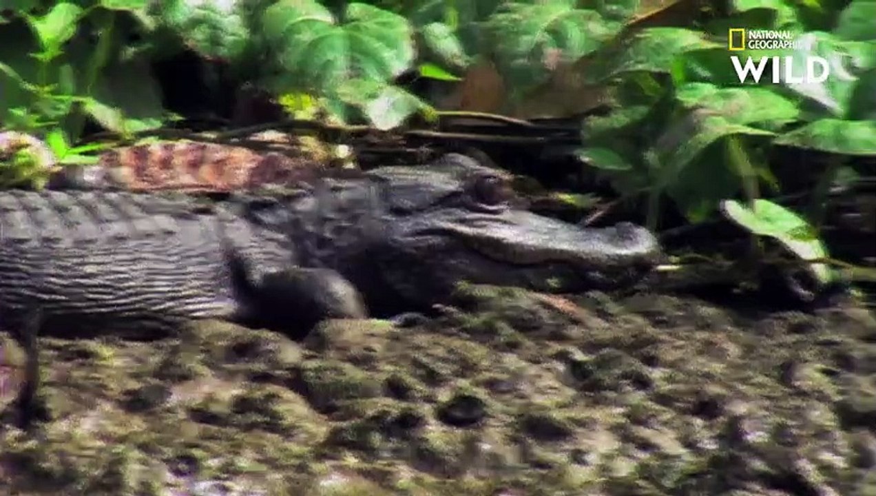 Un python dévore un alligator vivant