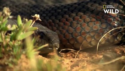 Un serval s'attaque à un serpent farouche