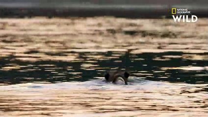 Une lionne sauve son petit de l'attaque d'un crocodile