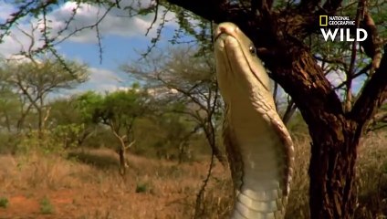 Une mangouste affronte l'un des serpents les plus dangereux au monde