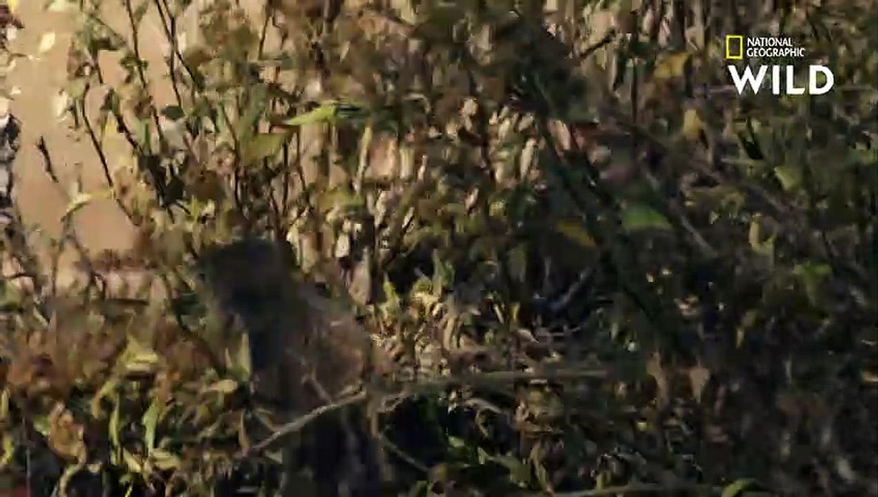 Une maman écureuil antilope d'Harris affronte un serpent