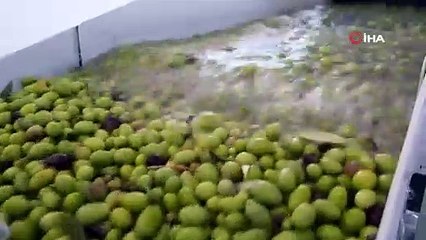 İklim krizi zeytini de vurdu, fiyatların yükselmesi bekleniyor