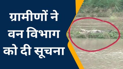रायबरेली: नदी में मगरमच्छ को देख ग्रामीणों में दहशत, देखें खबर