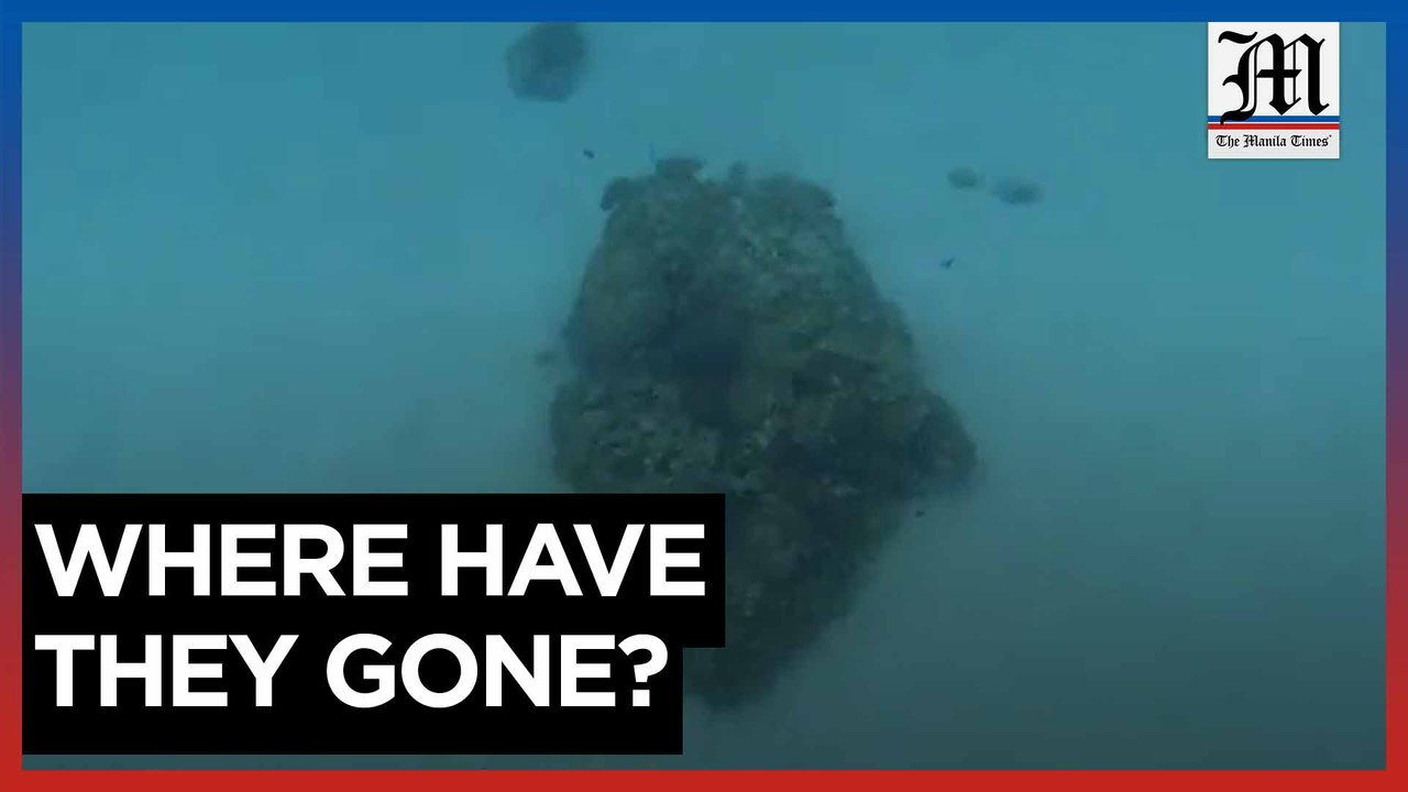 Massive coral reef harvesting found at Rozul Re...