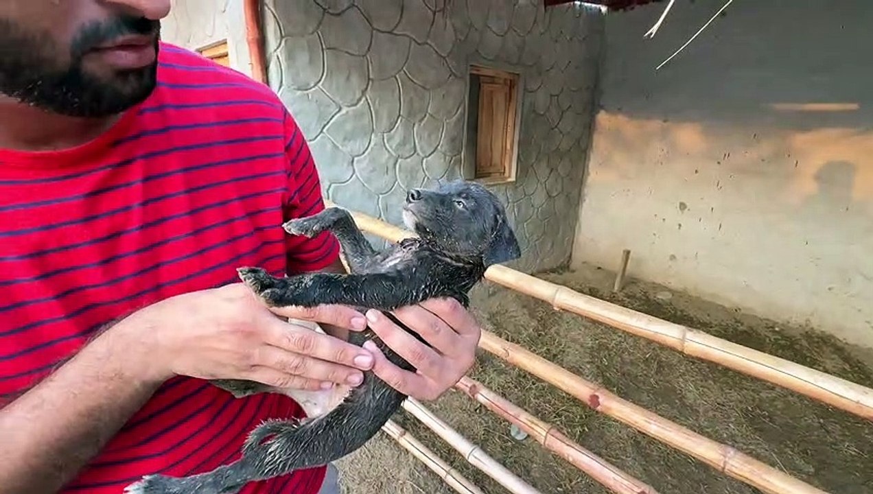 Ash Ny Chutki Pr Hmla Kr DiaYe kia kr Dia Es Ny