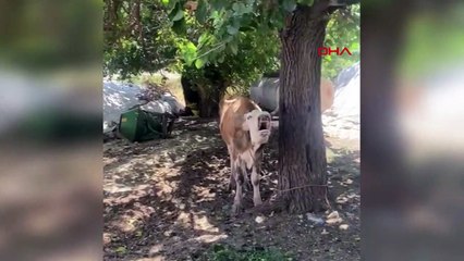 Diyarbakır'da Kuduz Şüphesi: Çiftlik Karantinaya Alındı