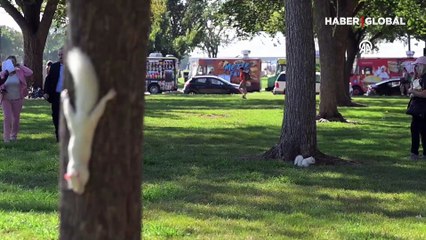 Nadir canlılarından olan albino sincaplar görüntülendi: 100 binde 1 ihtimalle doğuyorlar