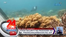 AFP: Mga bahura sa Rozul Reef, halos ubos na kasunod ng pagdagsa roon ng mga Chinese military militia vessel | 24 Oras Weekend