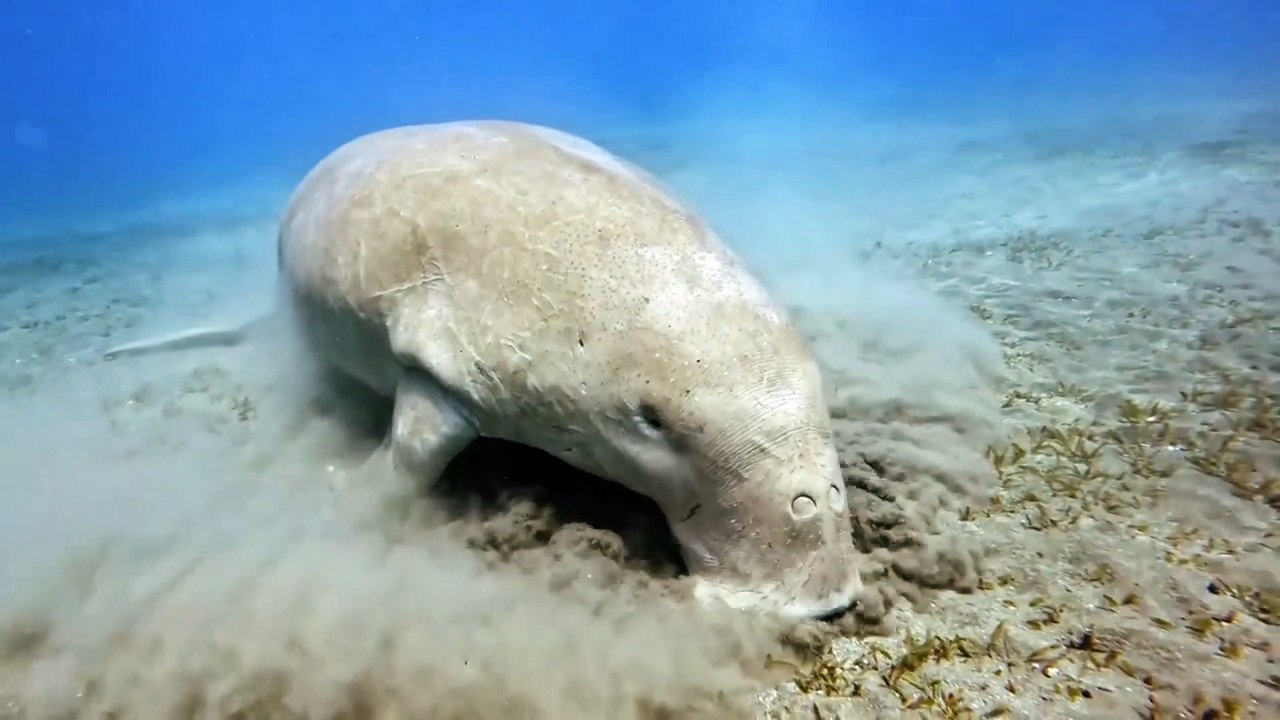 How do animals living in the sea live ? समुद्र में रहने वाले जीव जंतु कैसे रहते हैं.