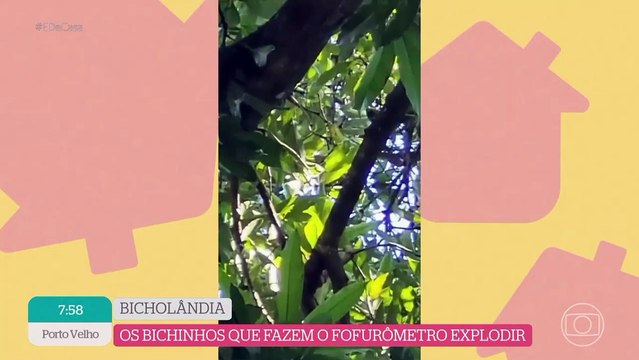 Papagaios jogam manga nos apresentadores do É de Casa ao vivo