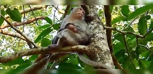 (Part 2.7) Poor baby monkeys.. Những chú khỉ con đáng thương