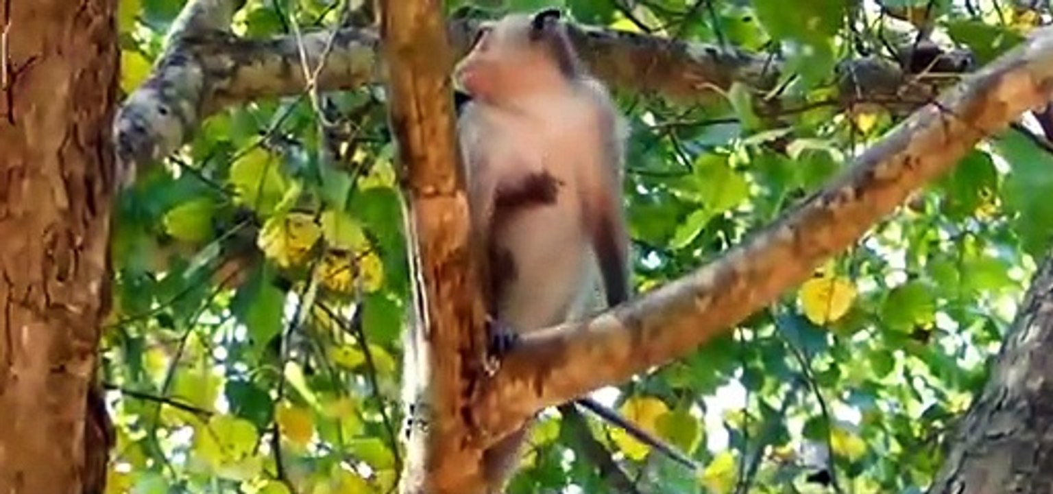 (Tổng hợp) Những chú khỉ con đáng thương Poor baby monkeys...Part 2.7