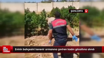 Şanlıurfa'da evinin bahçesini kenevir ormanına çeviren kadın gözaltına alındı