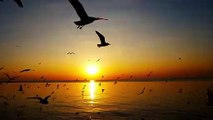 Sunset and Seagulls