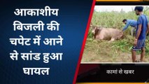भरतपुर: आकाशीय बिजली गिरने से सांड हुआ घायल, पशु चिकित्‍सक ने किया उपचार