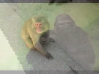 Madre no hay más que una