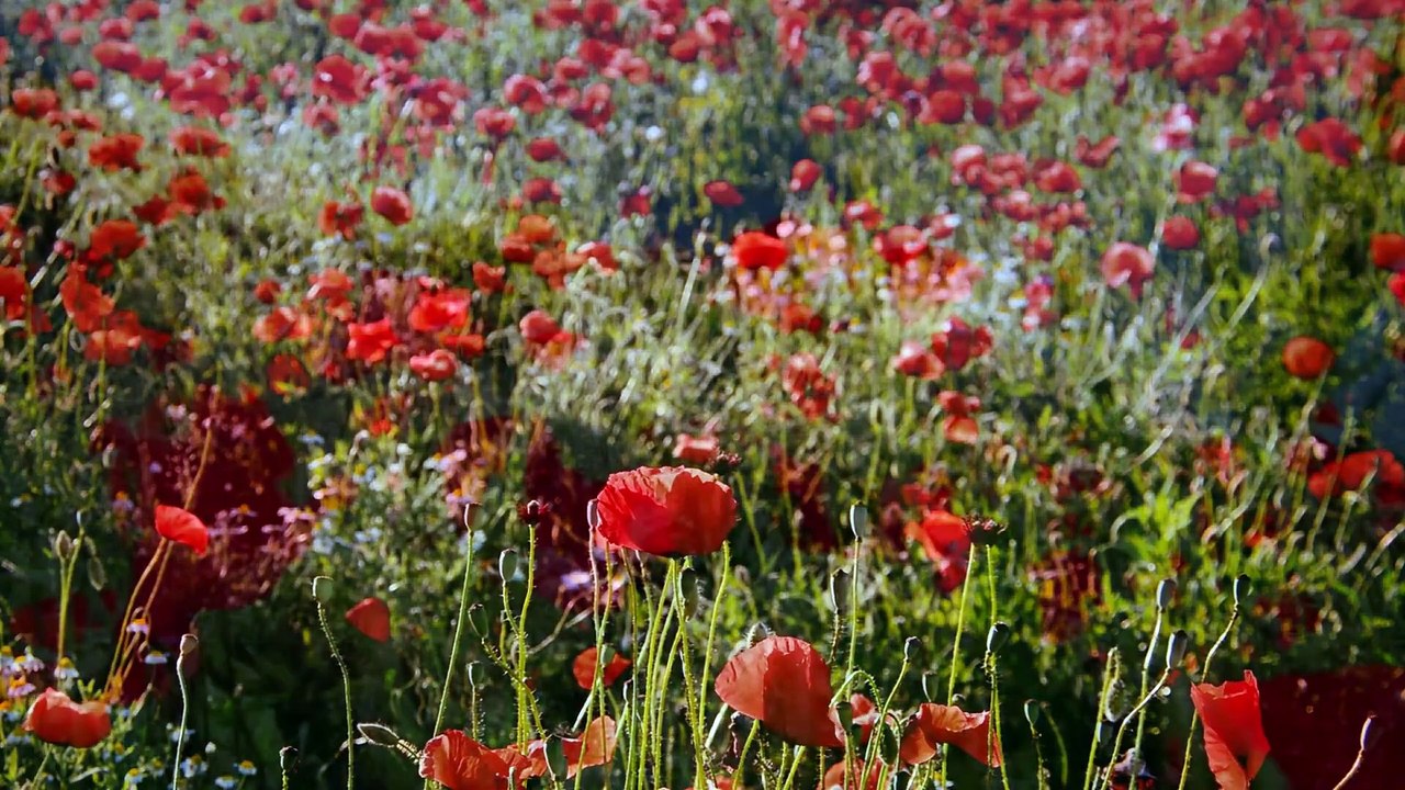 20 Amazing Video Bunga Mekar  Video Background blooming flower