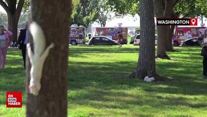 Washington'da doğanın nadir canlılarından biri olan albino sincaplar