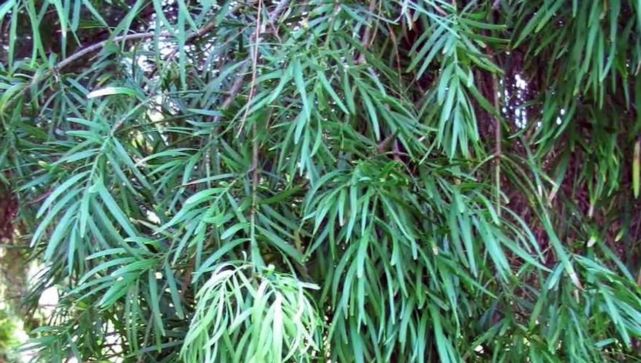 African Fern Pine
