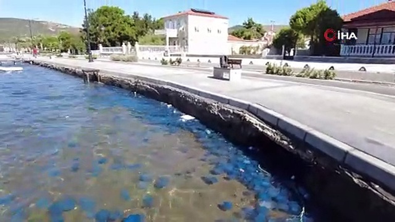 FOÇA’DA DENİZANASI İSTİLASI SÜRÜYOR