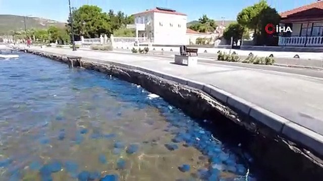 FOÇA’DA DENİZANASI İSTİLASI SÜRÜYOR