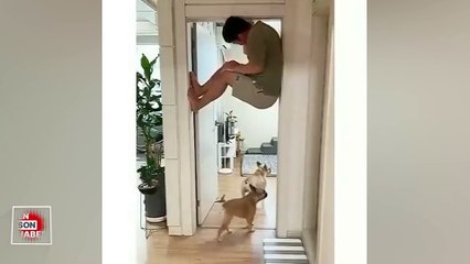 Köpekleriyle saklambaç oynayan adam