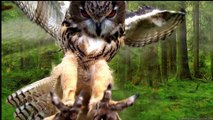 Whispers of the Night: A Glimpse into the World of Owls