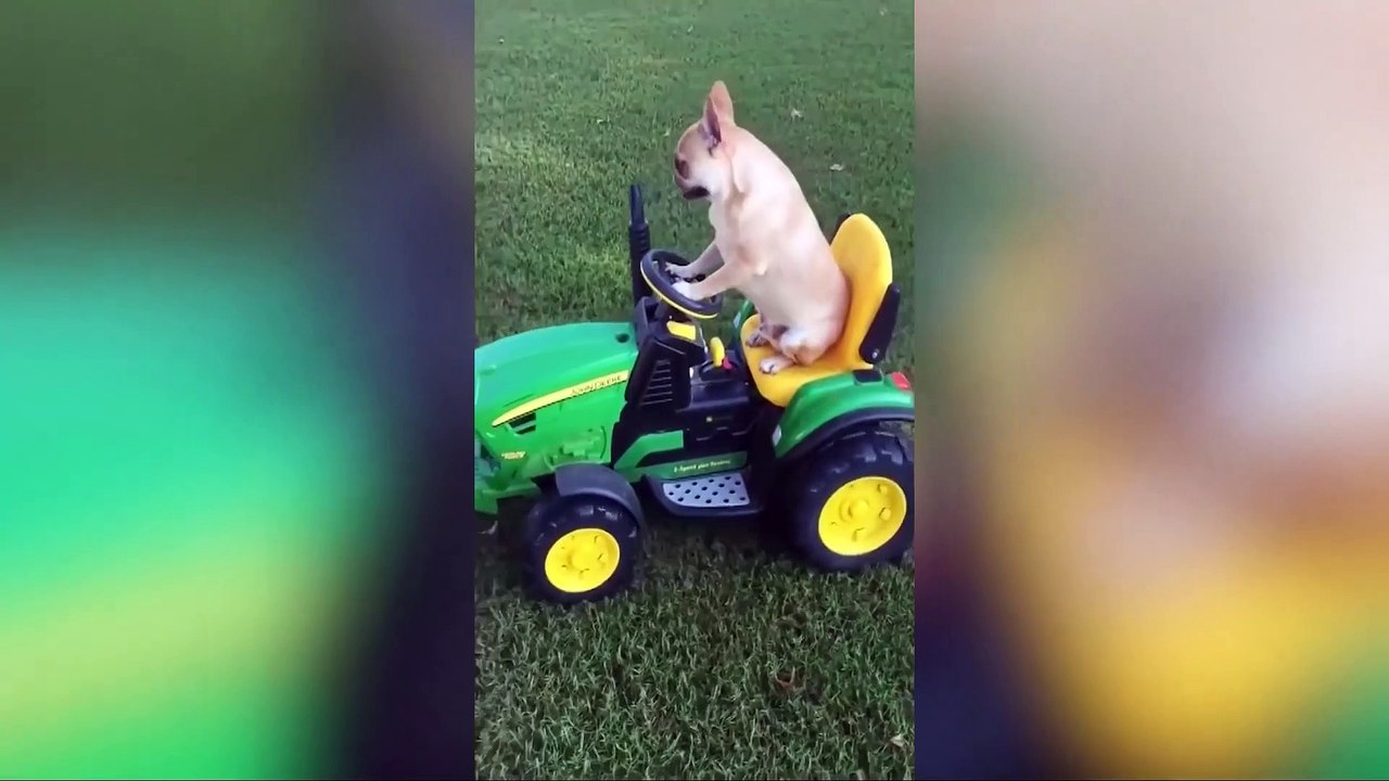 Paws and Chuckles: Hilarious Dog Antics Unleashed: Roll Over in Laughter with Our Paw-some Pooches