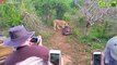 30 Brutal Moments When The Lion Is K.illed With Sharp Horns   Animal Fight