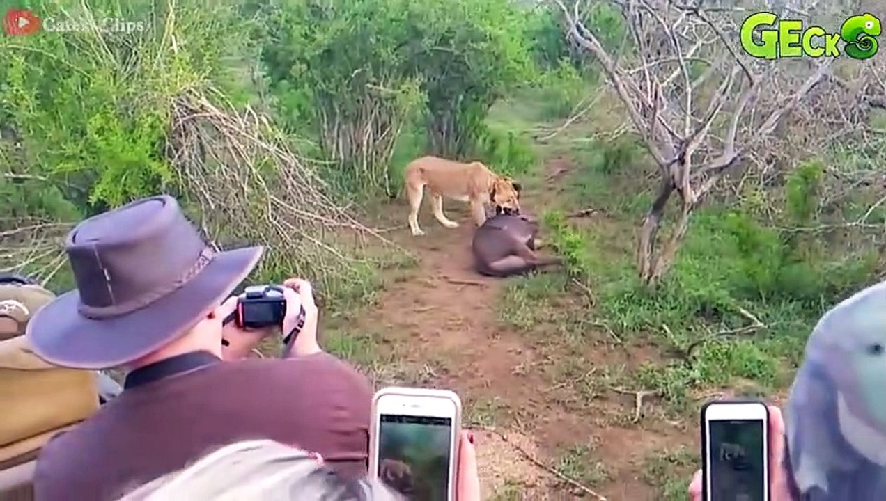 30 Brutal Moments When The Lion Is K.illed With Sharp Horns   Animal Fight