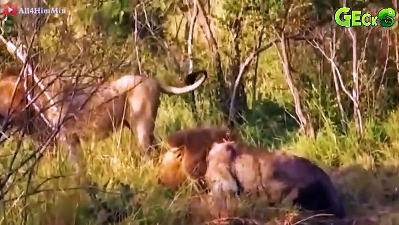 25 Moments When Big Cats Are Seriously Injured When Hunting Fails, What Will Happen Next