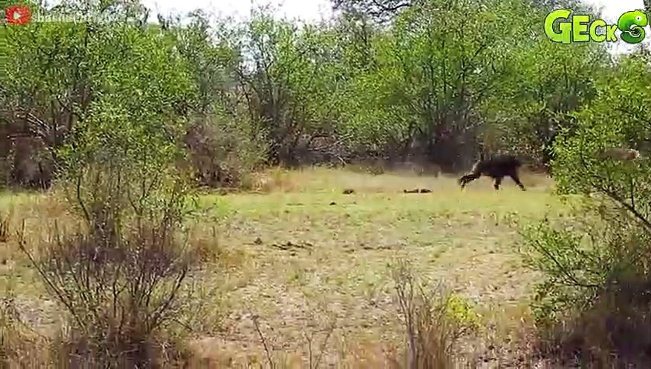 25 Tragic Endings Of Animals When Choosing The Wrong Opponent   Animal Fight