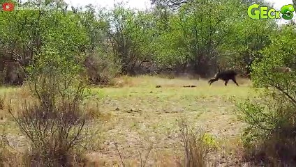 25 Tragic Endings Of Animals When Choosing The Wrong Opponent   Animal Fight