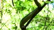 30 Horror Moments Python Swallows Prey On A Tree Branch Caught On Camera   Animal Fights