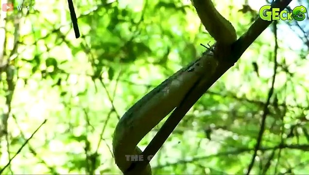 30 Horror Moments Python Swallows Prey On A Tree Branch Caught On Camera Animal Fights