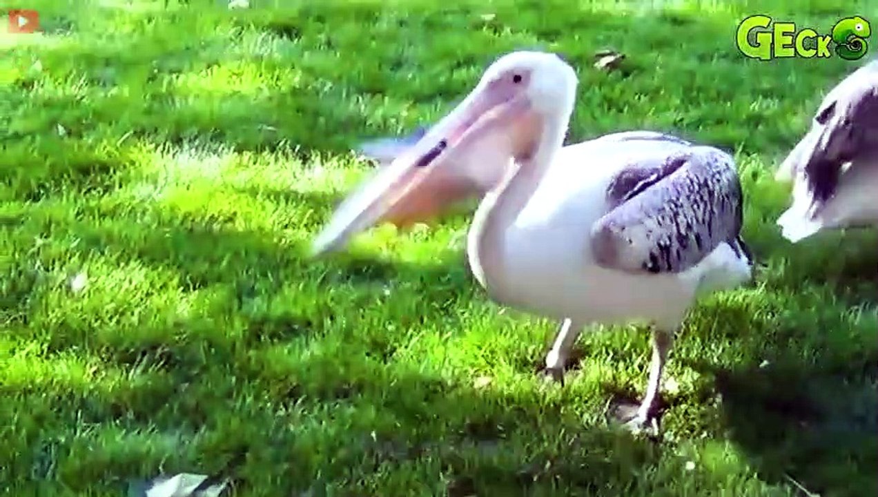 30 Ferocious Moments Of Hungry Birds Devouring Their Prey Mercilessly   Animal Fight
