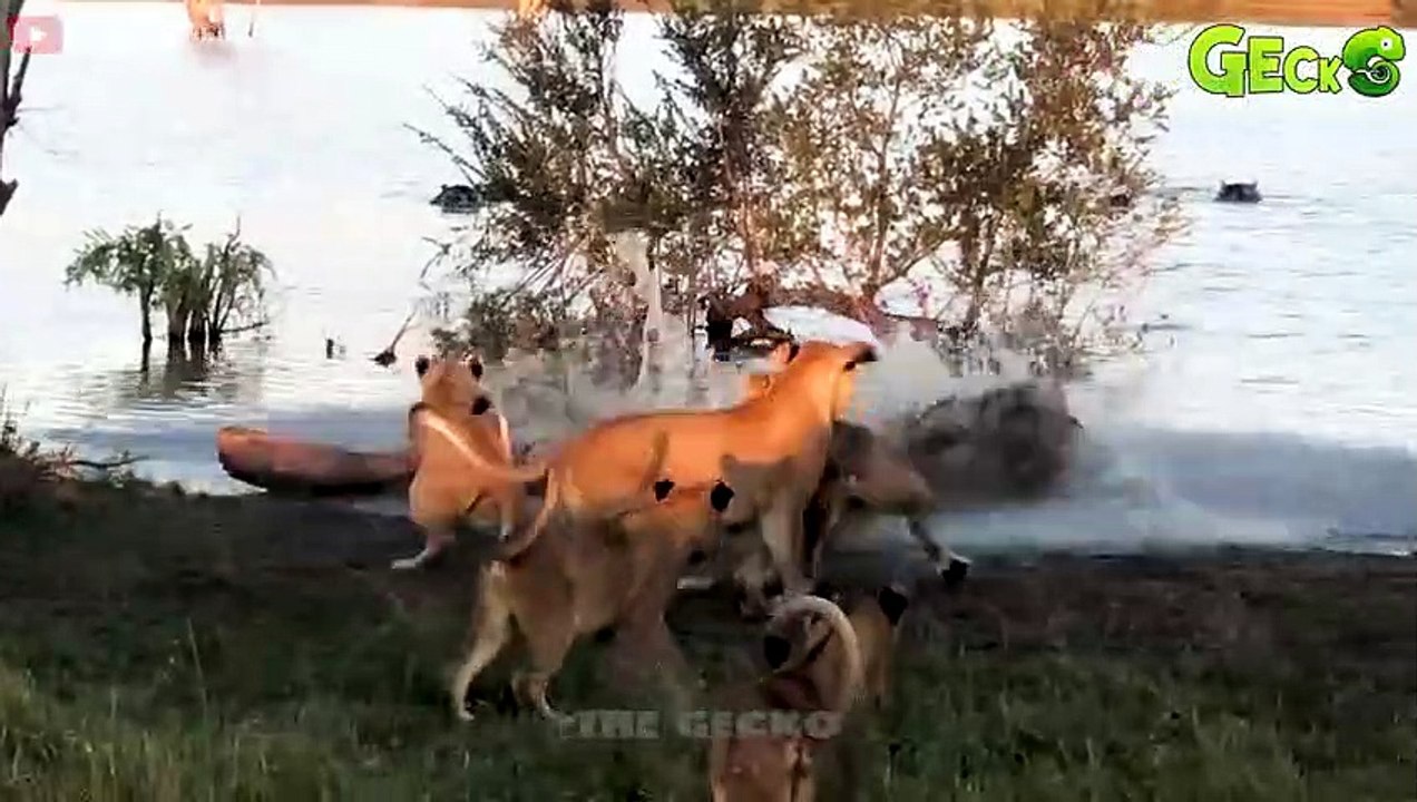 30 Moments Crocodile Attacks Lions, Zebras And Other Animals   Animal Fight