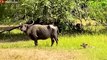 30 Moments An Angry Mother Buffalo Uses Sharp Horns To Kill Leopard To Save Her Baby   Animal Fight