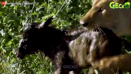 30 Lioness Becomes Surrogate Mother To Protect Lost Baby Wildebeest From De.adly Hyenas