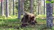 30 moments Grizzly Bears Hunts Wild Horses, Bears Stray Into The Territory Of Bloodthirsty Tigers