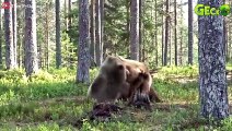 30 moments Grizzly Bears Hunts Wild Horses, Bears Stray Into The Territory Of Bloodthirsty Tigers