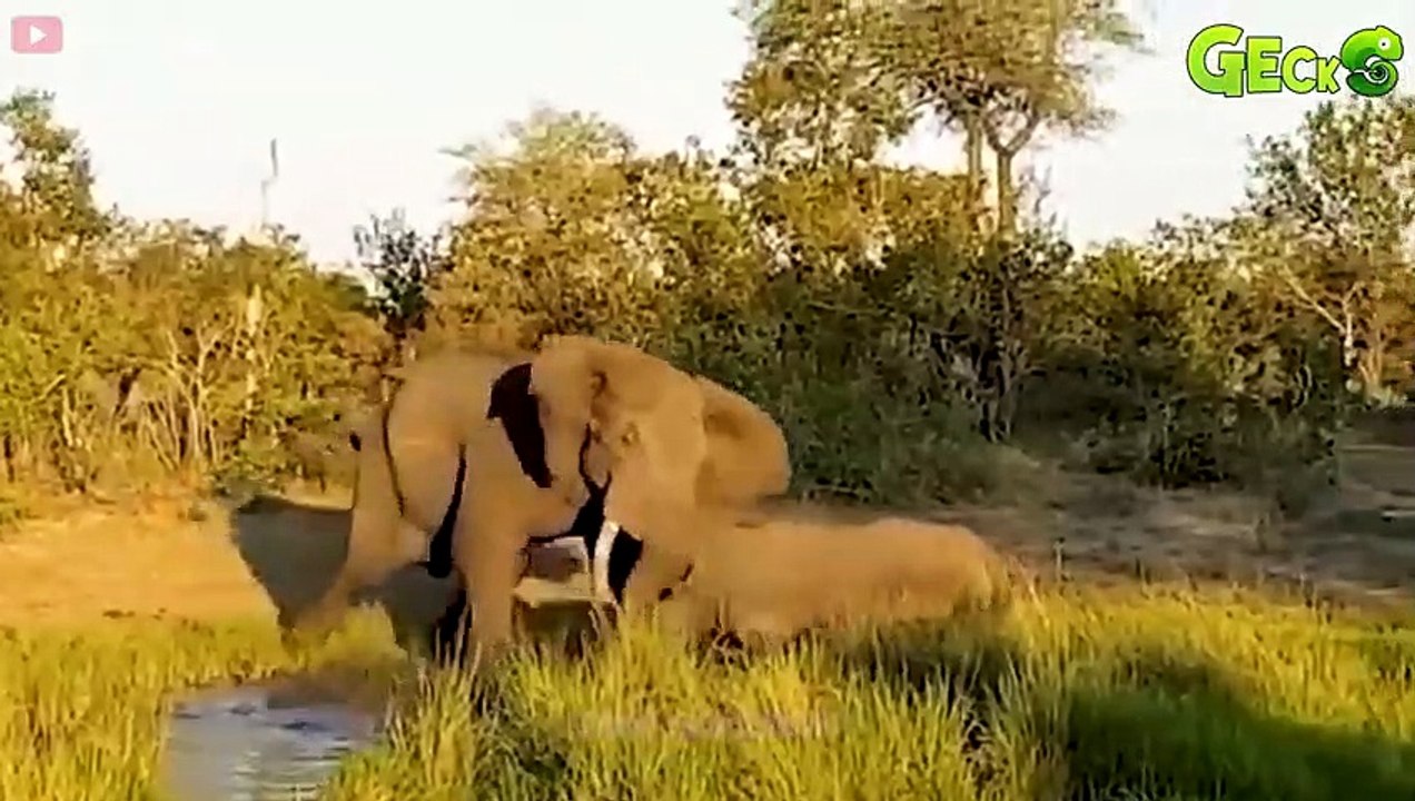 30 Moments When Hunters Agonize Over The Sharp Horns Of Their Prey   Animal Fight