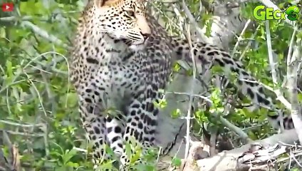 30 Moments Warthog Frantically Attacks Leopards To Protect Cubs   Animal Fight