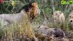 30 Moments Wild Hyenas Face the Deadliest Predators in the Wild   Animal Fight