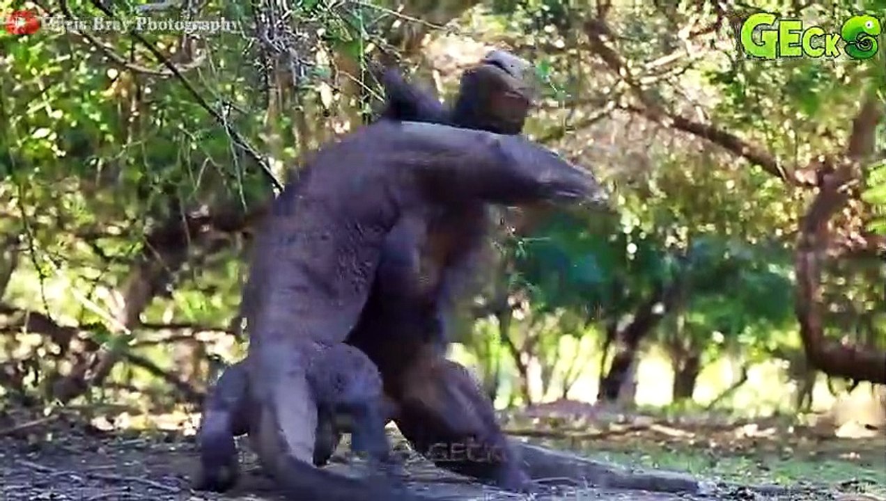30 Scary Moments When The Komodo Dragon Confronts The Deadly Horn   Animal Fight