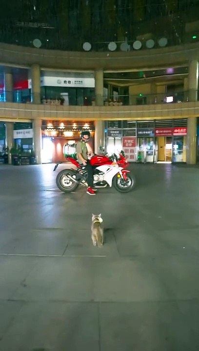 cute cat Want To Race With Me  #cute#cat#bike #rider
