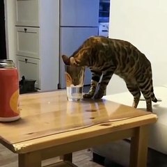 cute cat funny moments ❤️#viral #shorts